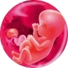 Календарь беременности онлайн рассчитать пол ребенка и недели thumbnail