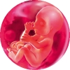 Срок беременности рассчитать по узи онлайн thumbnail