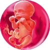 Фото календарь беременности по неделям рассчитать дату родов и пол ребенка thumbnail
