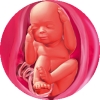 Беременность по неделям рассчитать срок беременности с фото по неделям thumbnail