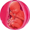Рассчитать срок беременности по месячным калькулятор онлайн с фото thumbnail