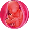 Интерактивный календарь беременности с фото по неделям thumbnail