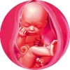 Рассчитать срок беременности и пол ребенка онлайн калькулятор thumbnail
