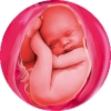 Калькулятор рассчитать срок беременности по овуляции онлайн калькулятор thumbnail
