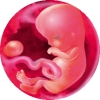 Развитие эмбриона в 9 недель.